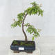 Vonkajšie bonsai - Prunus spinosa - Trnka - 1/2