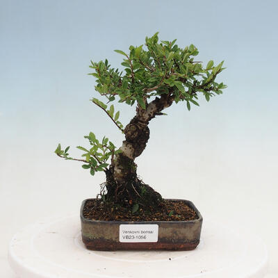 Vonkajšie bonsai - Zelkova - Zelkova NIRE - 1