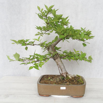 Vonkajšia bonsai-Ulmus glabra-brest tuhý - 1