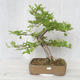 Vonkajšia bonsai-Ulmus glabra-brest tuhý - 1/4