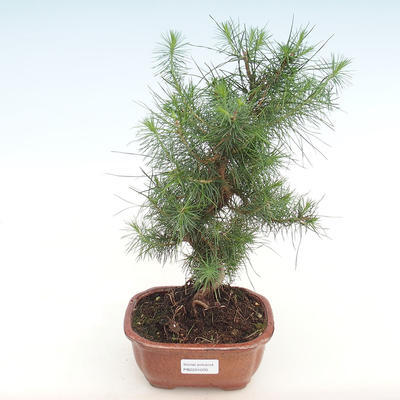 Izbová bonsai-Pinus halepensis-Borovica alepská PB2201070