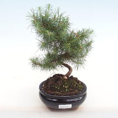 Izbová bonsai-Pinus halepensis-Borovica alepská PB2201071
