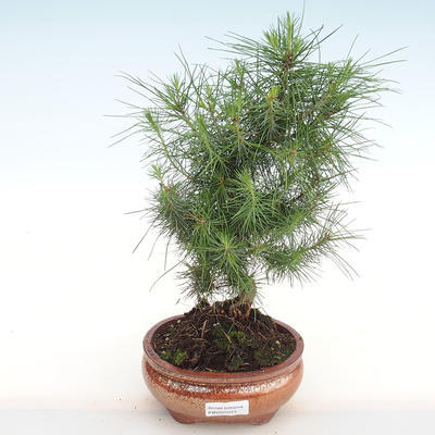 Izbová bonsai-Pinus halepensis-Borovica alepská PB2201073