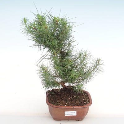 Izbová bonsai-Pinus halepensis-Borovica alepská PB2201074