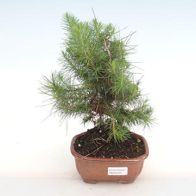 Izbová bonsai-Pinus halepensis-Borovica alepská PB2201075