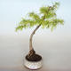 Vonkajší bonsai -Pseudolarix amabis-Pamodřín - 1/3