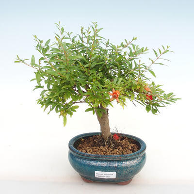 Izbová bonsai-Punic granatum nana-Granátové jablko PB2201082 - 1