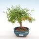 Izbová bonsai-Punic granatum nana-Granátové jablko PB2201082 - 1/3