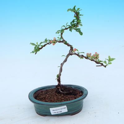 Vonkajšie bonsai - Dulovec japonský - 1