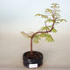 Vonkajšie bonsai - Metasequoia glyptostroboides - Metasekvoja Čínska - 1/2
