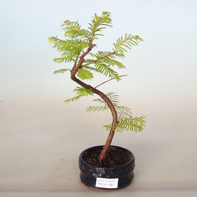 Vonkajšie bonsai - Metasequoia glyptostroboides - Metasekvoja Čínska - 1