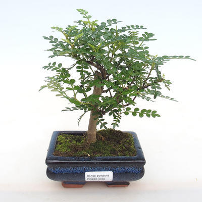 Izbová bonsai - Zantoxylum piperitum - Piepor PB2201098 - 1