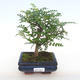 Izbová bonsai - Zantoxylum piperitum - Piepor PB2201098 - 1/4