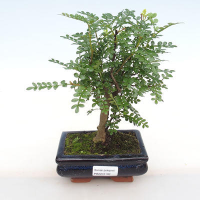 Izbová bonsai - Zantoxylum piperitum - Piepor PB2201102 - 1