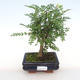 Izbová bonsai - Zantoxylum piperitum - Piepor PB2201102 - 1/4