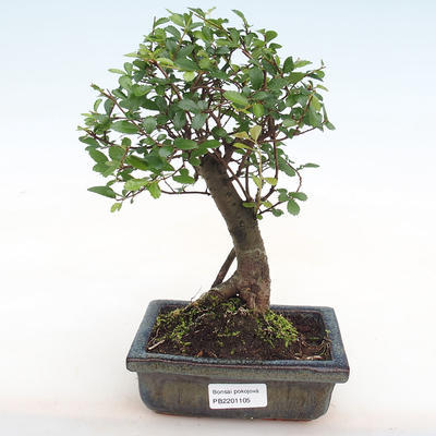 Izbová bonsai-Ulmus parvifolia-malolistá brest PB2201105
