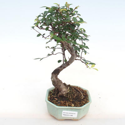Izbová bonsai-Ulmus parvifolia-malolistá brest PB2201106