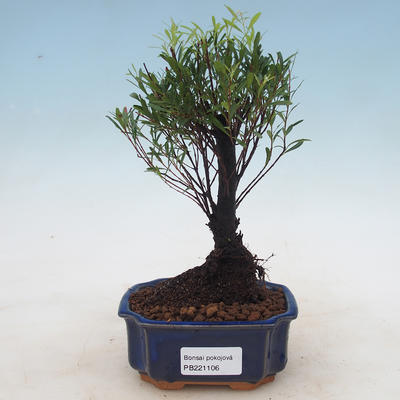 Izbová bonsai - Syzygium - pimentovníka - 1
