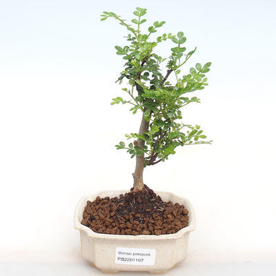 Izbová bonsai - Zantoxylum piperitum - piepor PB2201107 - 1