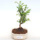 Izbová bonsai - Zantoxylum piperitum - piepor PB2201107 - 1/5