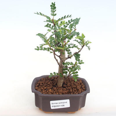 Izbová bonsai - Zantoxylum piperitum - piepor PB2201108 - 1