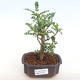 Izbová bonsai - Zantoxylum piperitum - piepor PB2201108 - 1/5