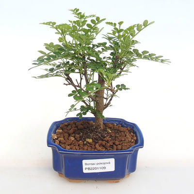 Izbová bonsai - Zantoxylum piperitum - piepor PB2201109 - 1