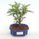 Izbová bonsai - Zantoxylum piperitum - piepor PB2201109 - 1/5