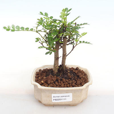 Izbová bonsai - Zantoxylum piperitum - piepor PB2201111 - 1