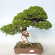 Vonkajšie bonsai - Juniperus chinensis Itoigava-Jalovec čínsky - 1/5