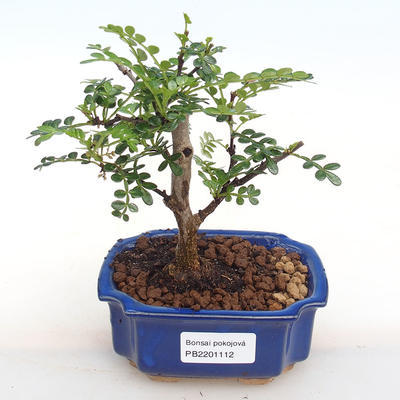 Izbová bonsai - Zantoxylum piperitum - piepor PB2201112 - 1