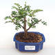 Izbová bonsai - Zantoxylum piperitum - piepor PB2201112 - 1/5
