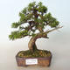 Vonkajšie bonsai - Juniperus chinensis Itoigava-Jalovec čínsky - 1/4