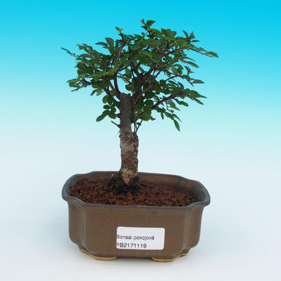 Izbová bonsai-Ulmus parvifolia-malolistá brest - 1