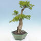 Izbová bonsai - Durant erecta aurea - 1/5