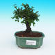 Izbová bonsai-Ulmus parvifolia-malolistá brest - 1/3