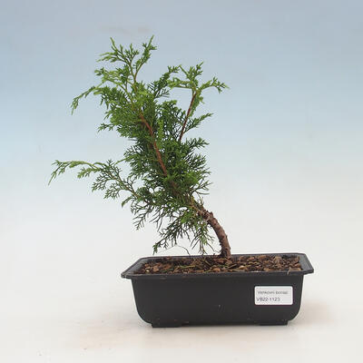 Vonkajšie bonsai - Juniperus chinensis Itoigawa-Jalovec čínsky