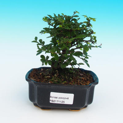 Izbová bonsai-Ulmus parvifolia-malolistá brest - 1