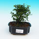 Izbová bonsai-Ulmus parvifolia-malolistá brest - 1/3