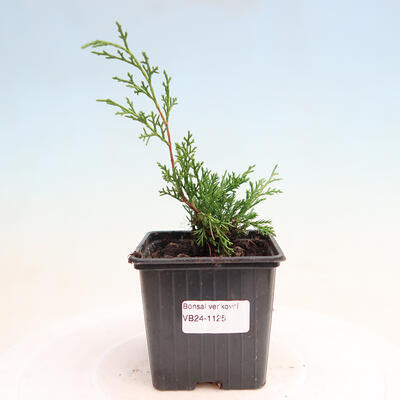 Vonkajší bonsai - Juniperus chinensis ITOIGAWA -Jalovec čínsky