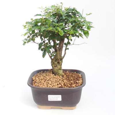 Izbová bonsai -Ligustrum chinensis - Vtáčí zob PB220886 - 1