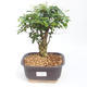 Izbová bonsai -Ligustrum chinensis - Vtáčí zob PB220886 - 1/3