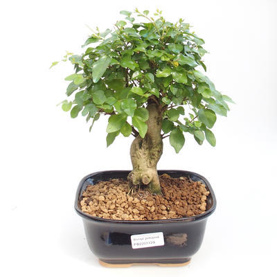 Izbová bonsai -Ligustrum chinensis - Vtáčí zob PB220886 - 1