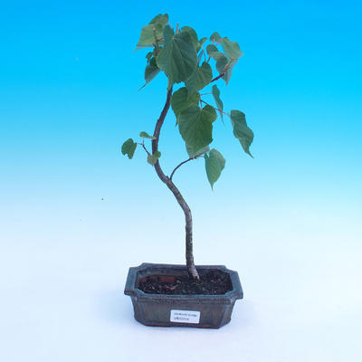 Vonkajšie bonsai - Tilia cordata - Lipa srdcovitá