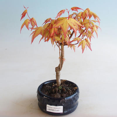 Vonkajšie bonsai - Javor dlaňolistý - Acer palmatum Orange - 1