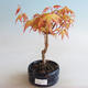 Vonkajšie bonsai - Javor dlaňolistý - Acer palmatum Orange - 1/2