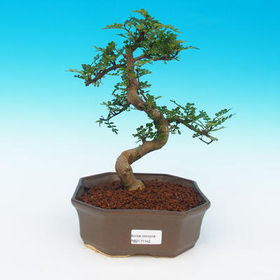 Izbová bonsai -Zantoxylum piperitum-Piepor - 1