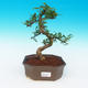 Izbová bonsai -Zantoxylum piperitum-Piepor - 1/4