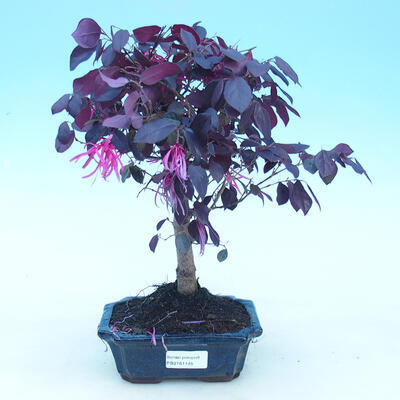 Izbová bonsai - Loropelatum chinensis - 1