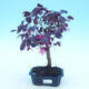 Izbová bonsai - Loropelatum chinensis - 1/2